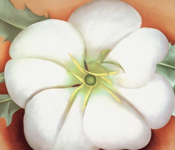 Georgia O'Keeffe White flower on Red Earth No. 1
